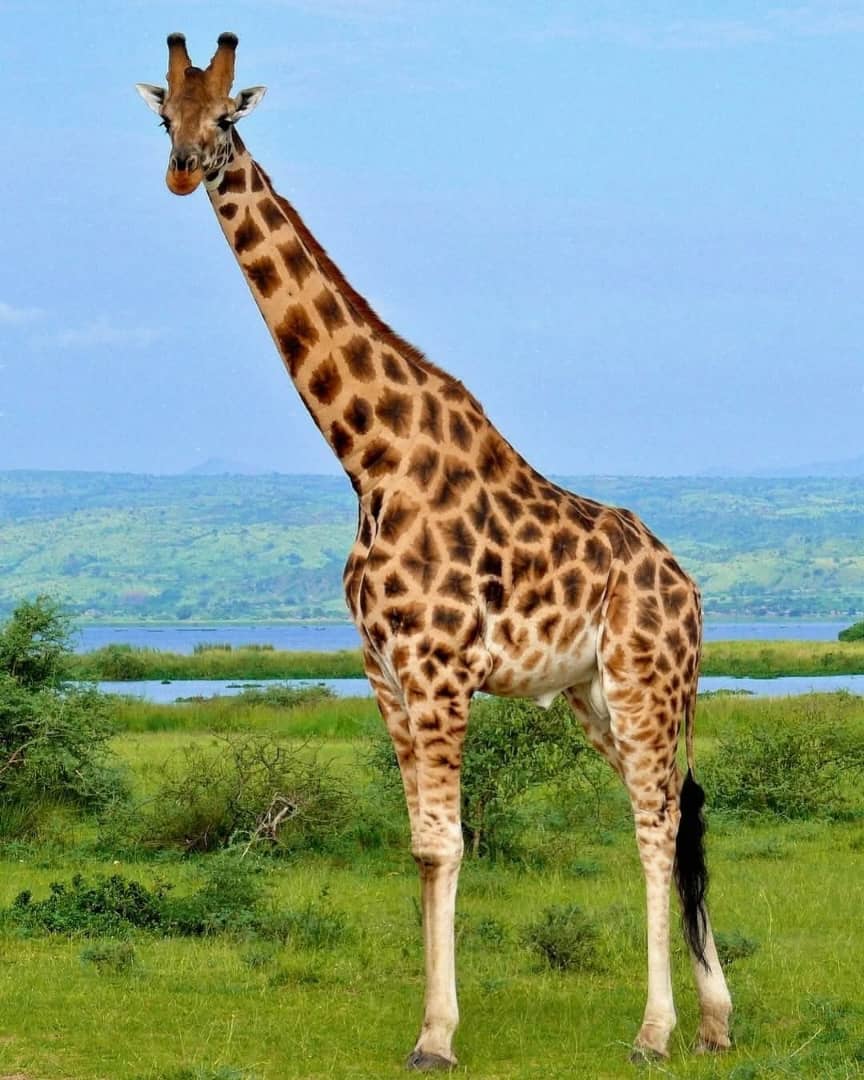 Kilimanjaro Season